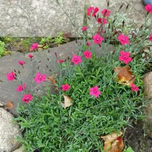 Need to go get some firewitch for the bare side of my house! Perennial garden, F