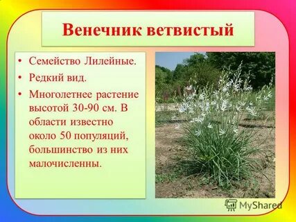 Значение слова раскидистый