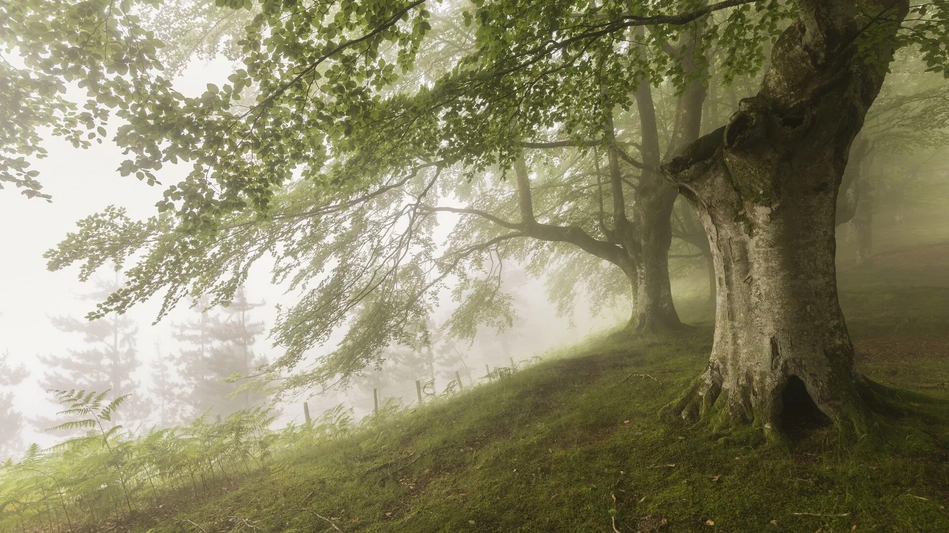 Ветвь туманного дерева. Дерево на фоне леса. Фотообои деревья в тумане. Дубовый лес туман. Фреска деревья в тумане.