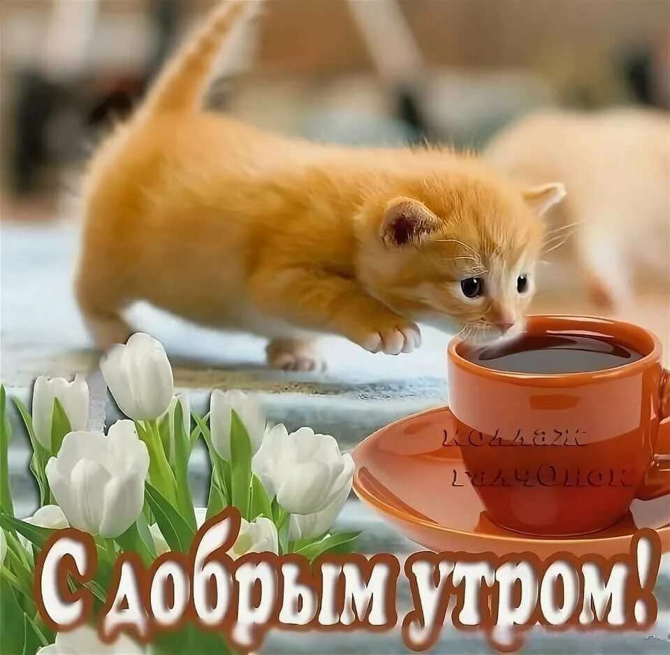 Бесплатные с добрым утром с животными. Доброе утро. С добрым утром картинки красивые. С добрым утречком картинки. Открытки с добрым утром позитивные.