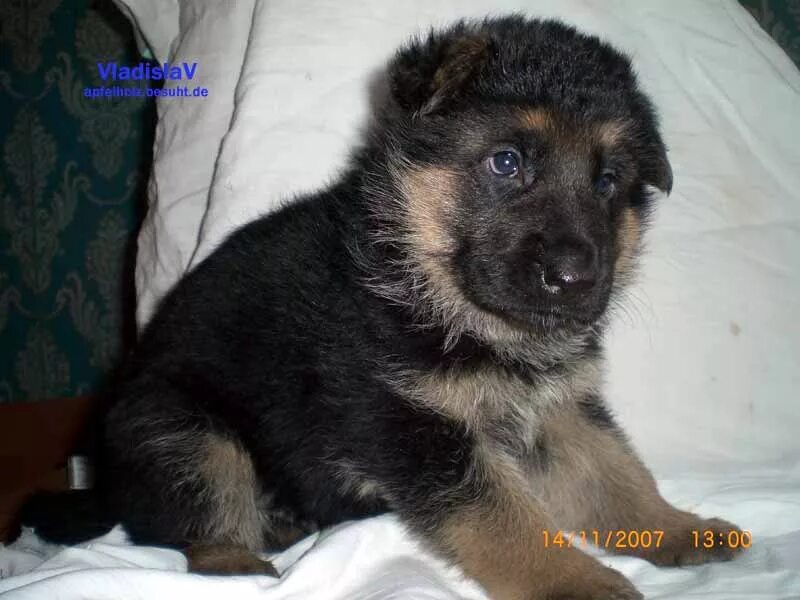 щенки вео 2 недели. щенки немецкой овчарки 2 недели. щенки немецкой овчарки 2 недели. овчарка с щенками 2недельными. щенки немецкой овчарки 2 недели.