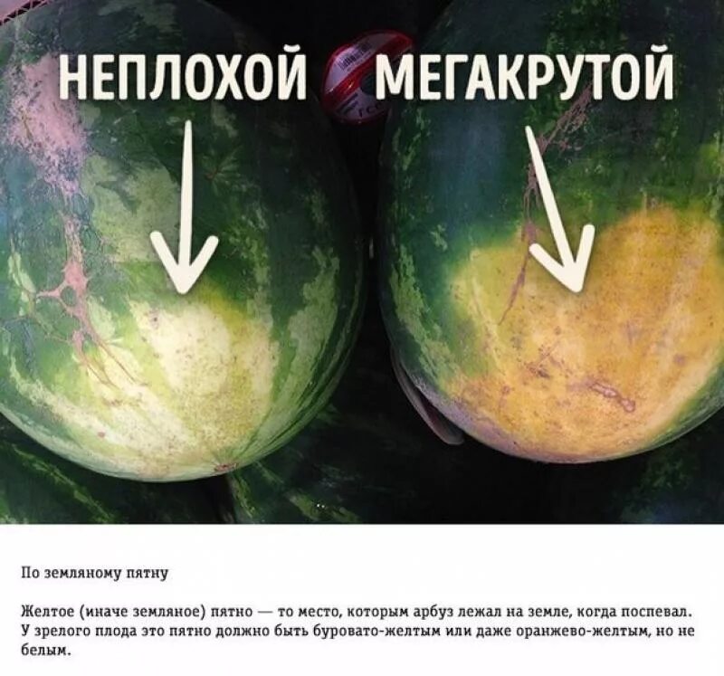 Какого цвета должен быть арбуз. Как выбрать арбуз. выбрать арбуз правильно. как выбрать сладкий арбуз. какак выбрать спелый арбуз.
