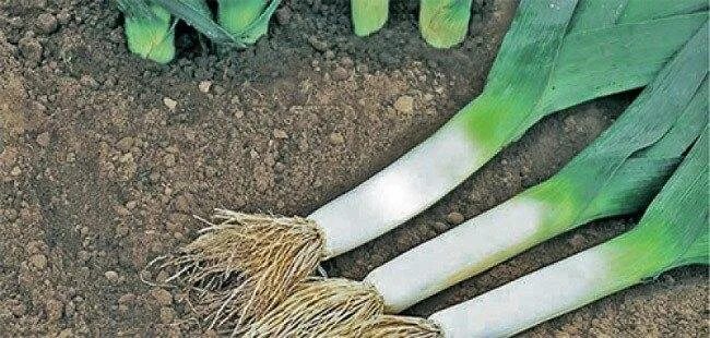 Лук порей всходы. Лук порей рассада. Лук пырей порей. Лук пырей порей. Лук порей посадка.