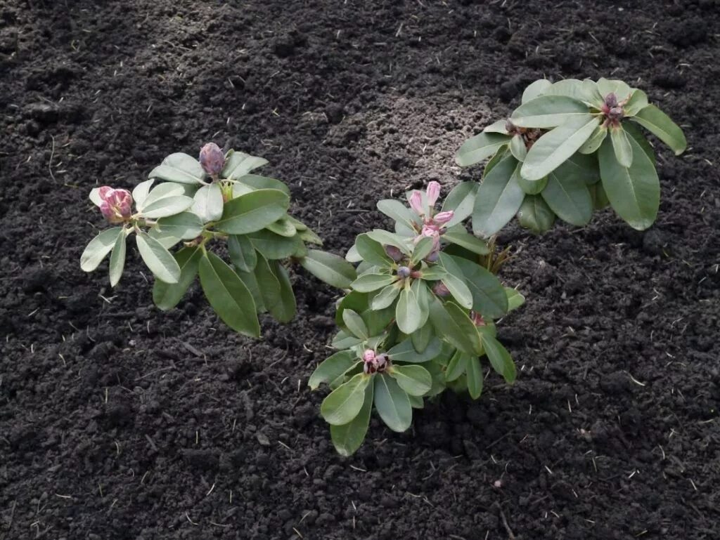 Рододендрон саженцы. Рододендрон сихотинский. Рододендрон рассада. Рододендрон Anastasia.