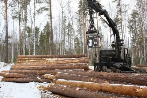 Перерабатывают древесину в восточной сибири