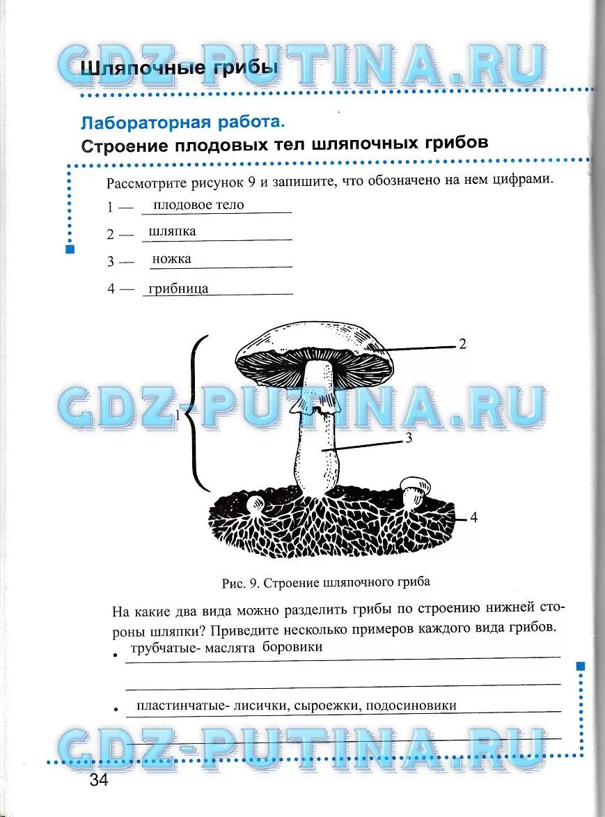 Контрольная по биологии 7 класс грибы. Лабораторная работа строение шляпочных грибов. Лабораторная работа строение плодовых тел шляпочных грибов. Лабораторная работа строение шляпочного гриба. Лабораторная работа строение грибов.