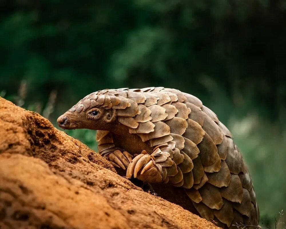 Pangolin