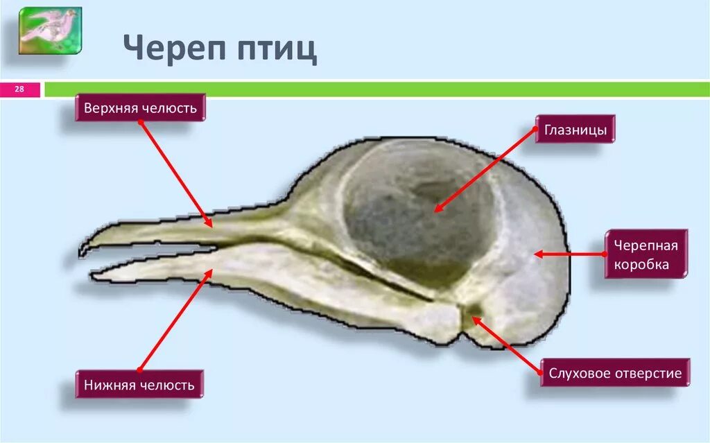 Строение черепа птптиц. Череп птицы. Отделы черепа птиц. Строение черепа птицы анатомия. Большие глазницы у птиц