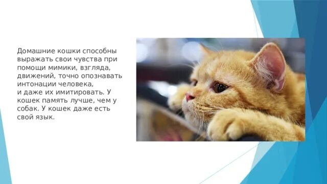 Кошки память слушать