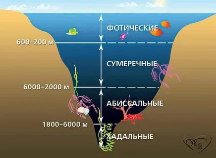 Зоны жизни в океане