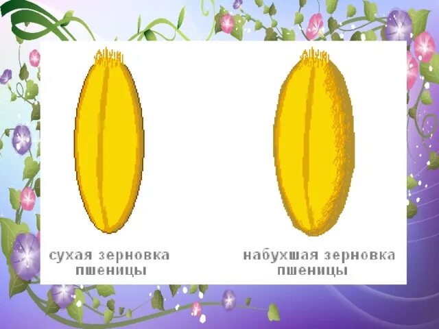 Плод зерновка характерен для растения. Плод зерновка. сухие и набухшие семена пшеницы. размер набухшего семени пшеницы. размеры зерновки.