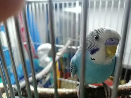 Попугай волнистый щелкает