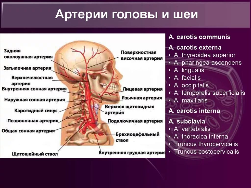 Артерии шеи и головы области кровоснабжения. Артерии головы и шеи анатомия. Кровоснабжение головы и шеи схема. Какая артерия кровоснабжает мозг