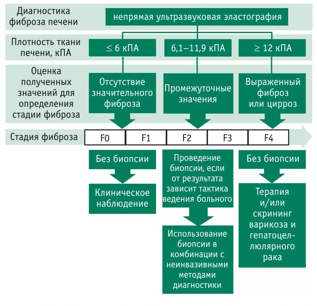 Методы диагностики фиброза печени. Методы оценки фиброза печени. Стадии фиброза. Степень выраженности фиброза. Фиброзные изменения печени