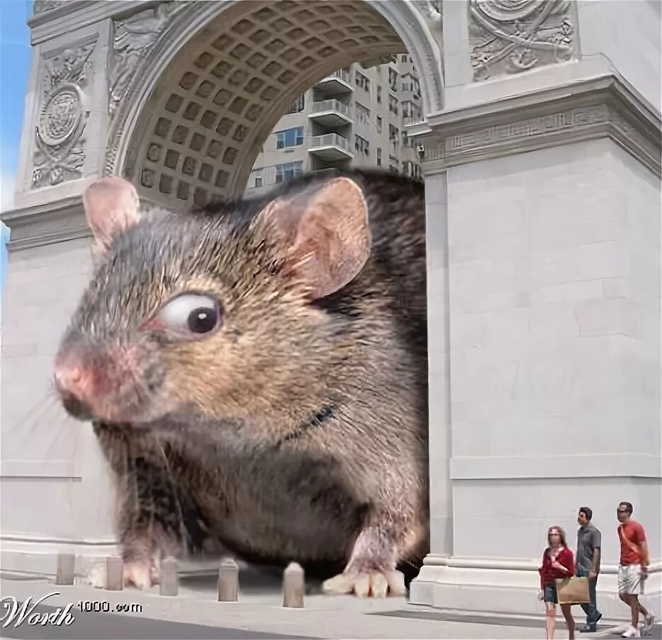 Мир мышей. Огромная мышь. Гигантская мышь.