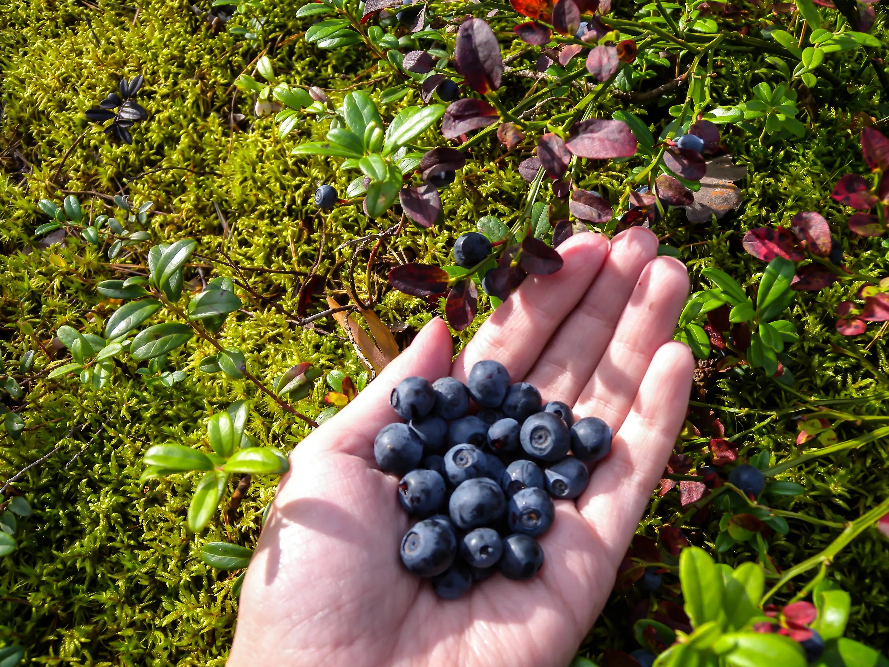 сбор брусники в карелии. сбор ягод в карелии. собирать ягоды. сбор ягод в карелии. собирают бруснику.