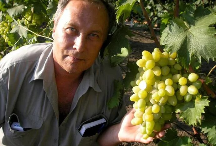 Виноград начал. Плодоношение винограда. виноград для начинающих садоводов. когда виноград начинает плодоносить. как плодоносит виноград.