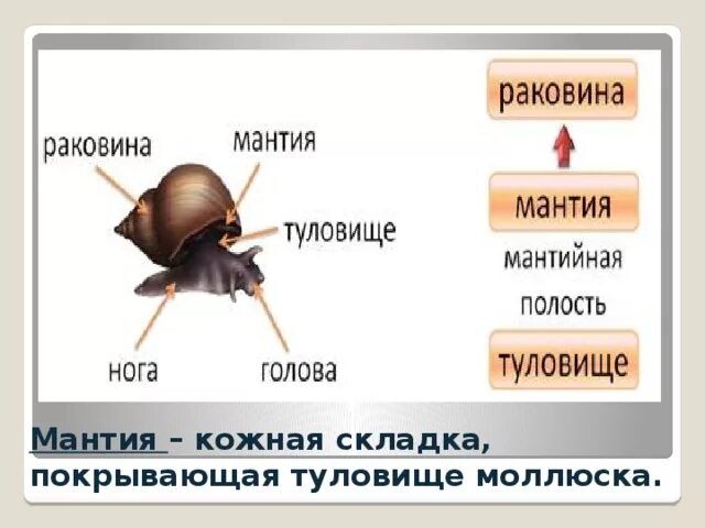 Мантия брюхоногих моллюсков. Моллюски мантия и мантийная полость. Строение мантийной полости моллюска. Мантия и мантийная полость у моллюсков. Тело моллюска имеет мантию