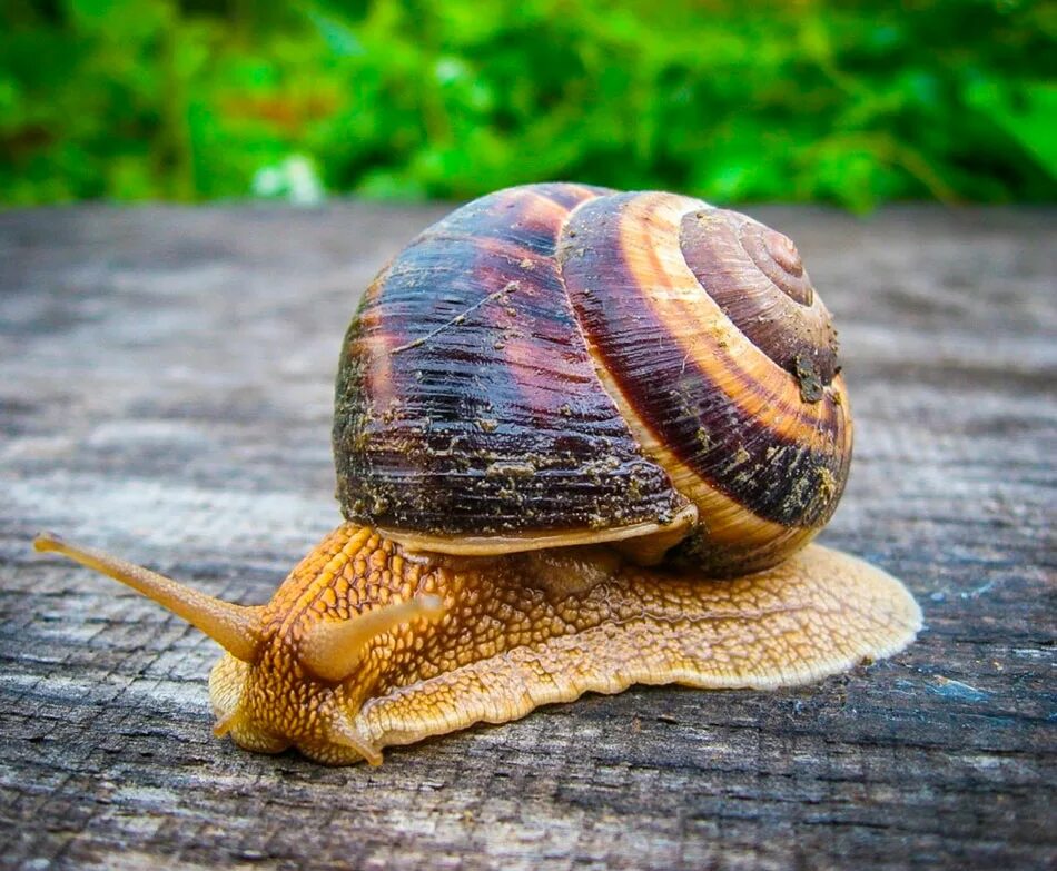 Виноградная улитка. Брюхоногие моллюски Виноградная улитка. Улитка Helix pomatia. Устрица беззубка Виноградная улитка.