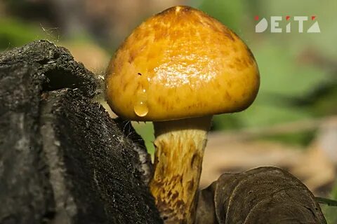 Спасти грибника