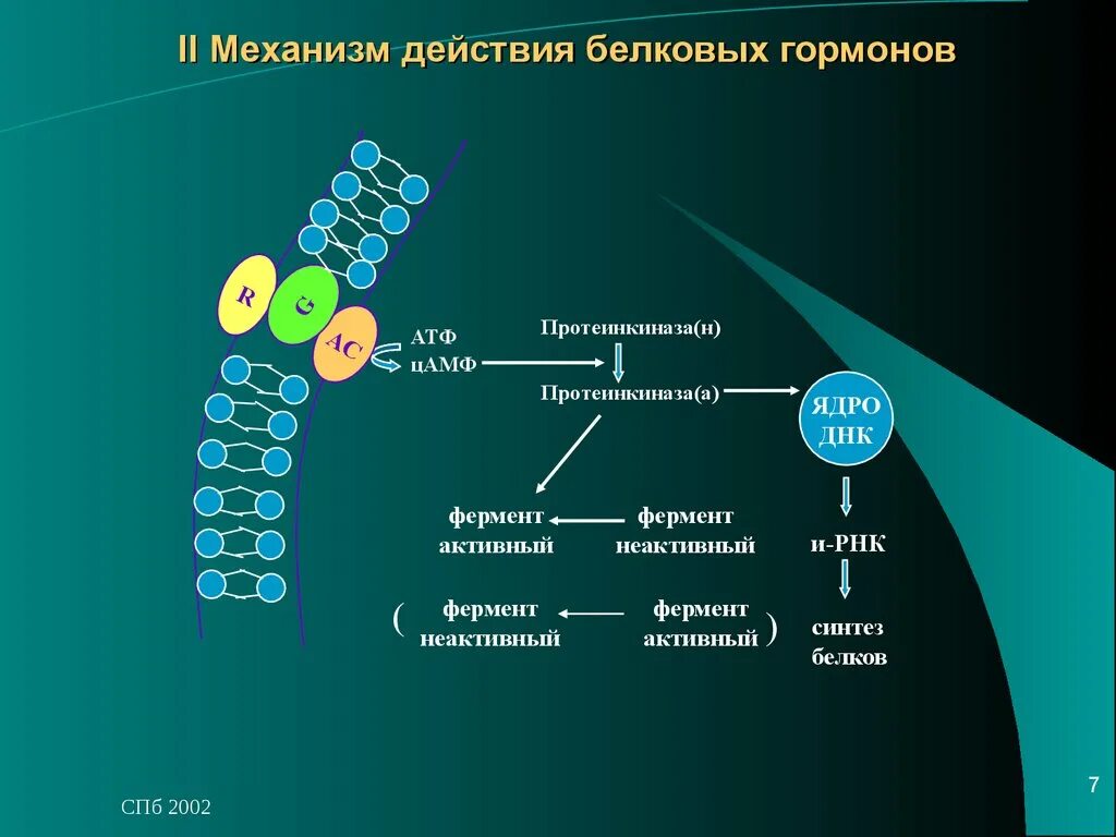 Синтезирует белки ферменты. Действие белковых гормонов. Протеинкиназа и АТФ. Регулирующее действие белков. Белковый фермент АТФ.