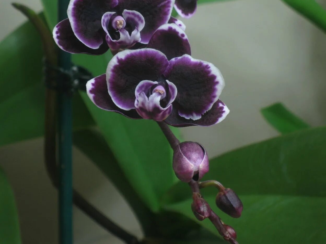 Phal Miki Black Angel peloric - YouTube