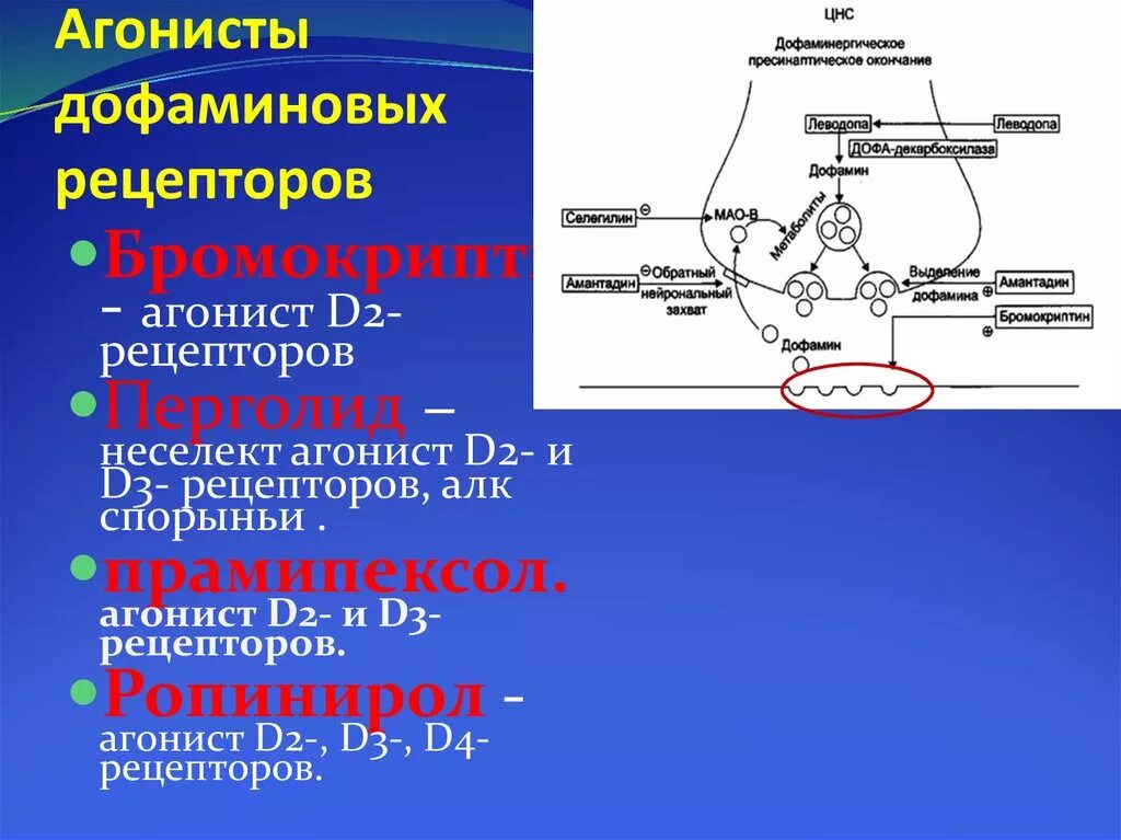 Стимуляторы дофаминовых рецепторов. Агонисты рецепторов дофамина препараты. Агонист d2-рецепторов. Агонисты д2 рецепторов. Блокатор дофаминовых д2 рецепторов.