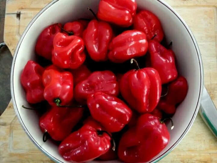 Как сохранить перец в свежем виде. Хабанеро ред савина. habanero red savina перец. habanero red savina острота. хабанеро ред савина сушеный.