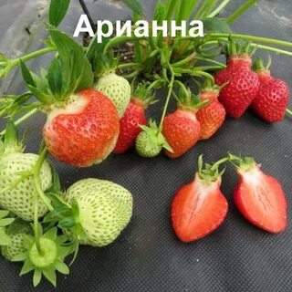 Клубника арианна