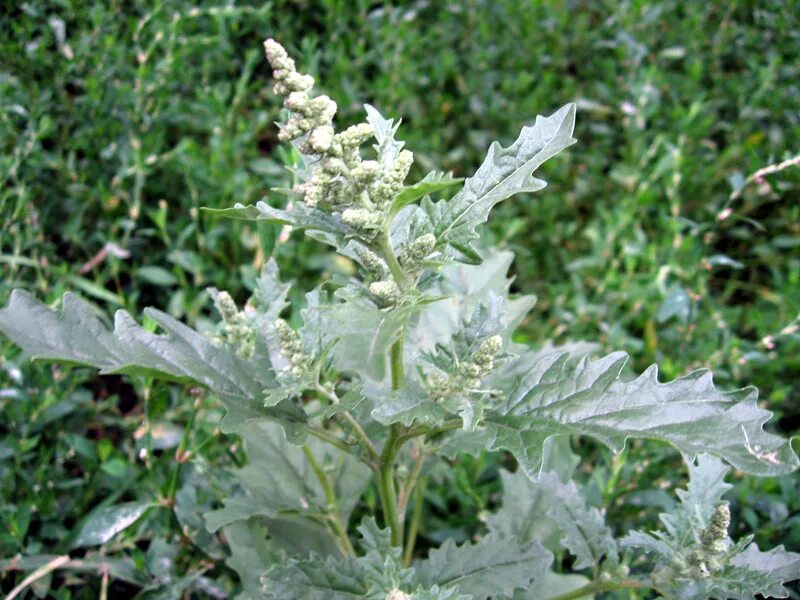 Лебеда копьелистная. Лебеда (Atriplex). Лебеда Садовая (Atriplex Hortensis). Лебеда мелкоцветковая.