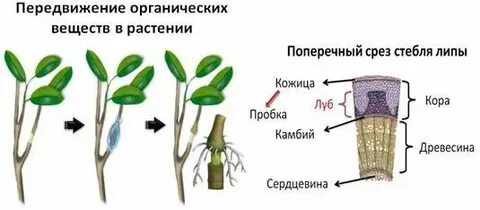 Перемещение органических веществ