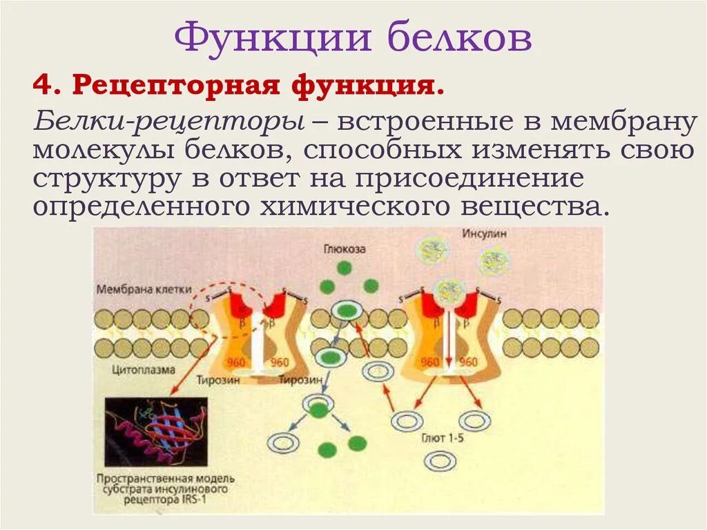 Белки механическая функция. Функции белков 10 класс биология. Функции белков рецепторов клеточных мембран. Структура и функции белков. Свойства белков.. Строение и функции белков в организме свойства белков.