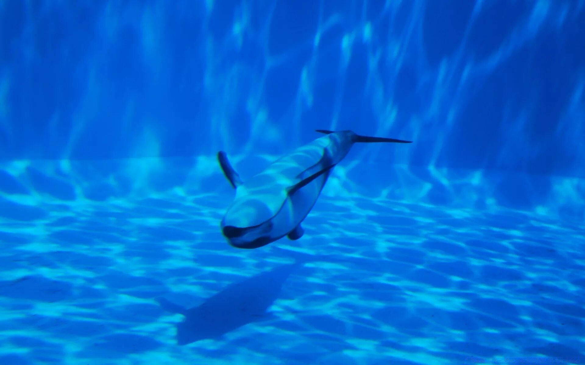 Дельфины. Дельфины плавают. Дельфинчик под водой. Дельфины под водой. Скорость дельфина в воде