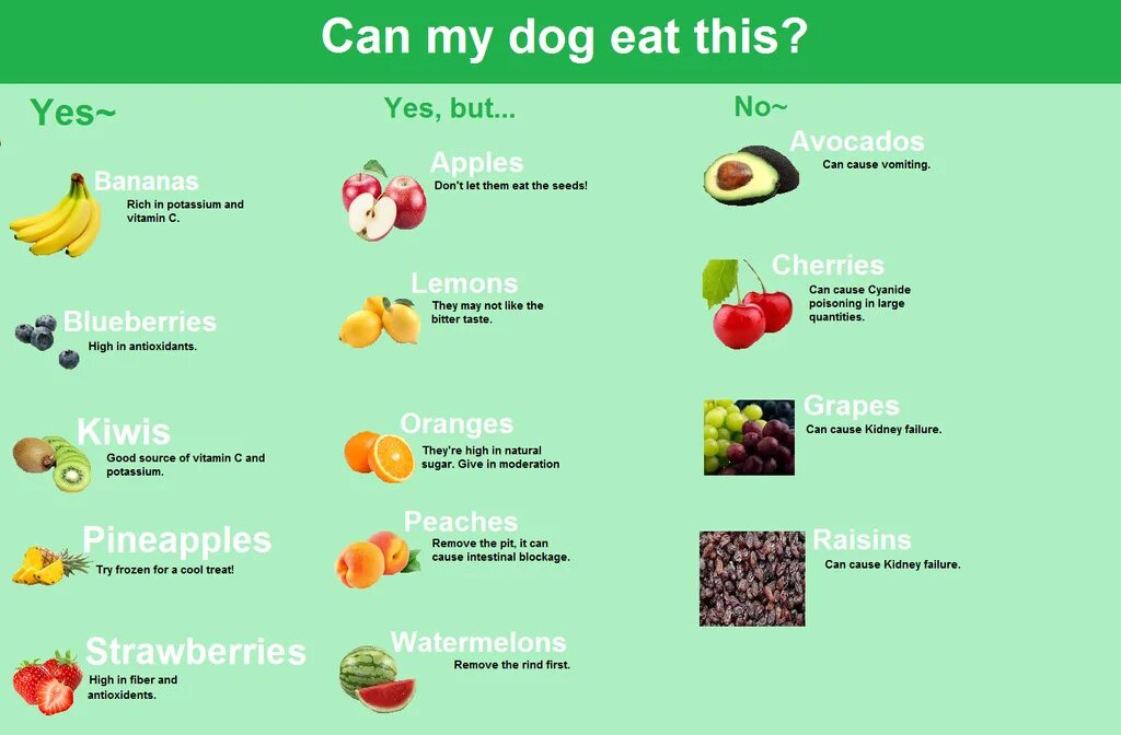 What Fruit do they eat в Великобритании. Toxic Fruits. Everland Dog eat. My Dog.... To eat Apple. Dogs eat перевод на русский