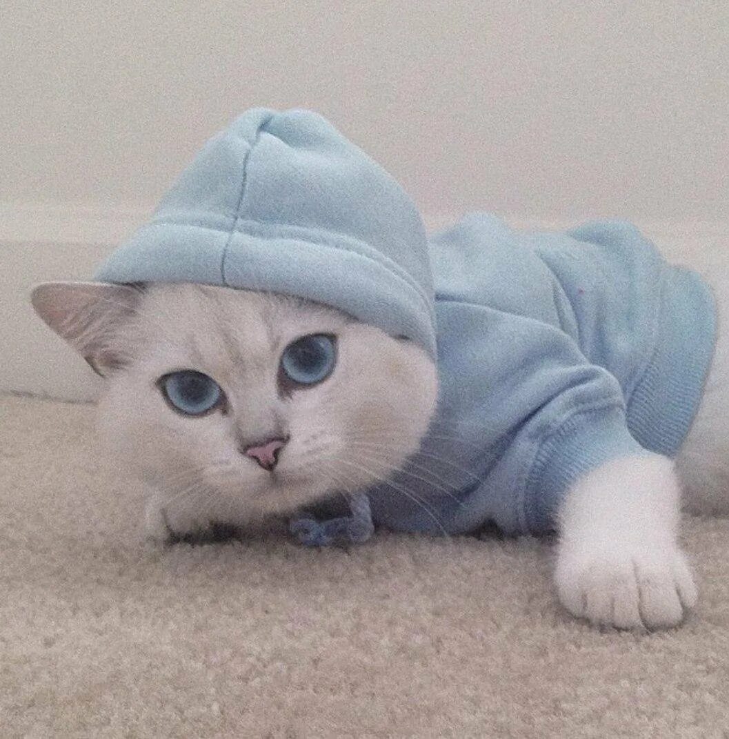 Милые котята с одеждой. Милые коты. котики в одежде. шапка &#039;кошка&#039;. котики в костюмах.