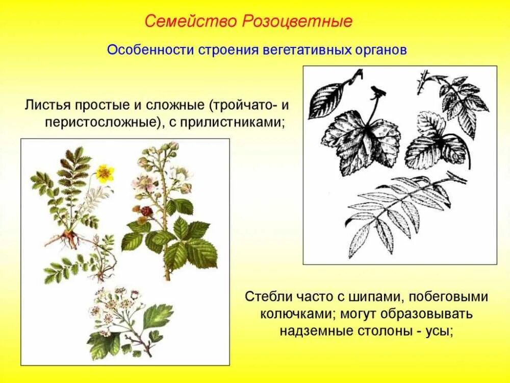 Семейство Розоцветные строение листьев. Вегетативные побеги Розоцветные. Особенности строения вегетативных органов розоцветных. Особенности вегетативных органов семейства розоцветных.