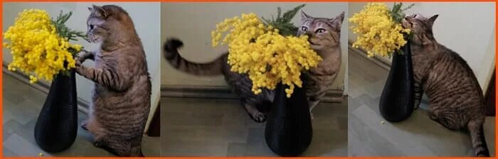 Кот ест цветы. Кошка ест комнатные растения. Кот нюхает мимозу. Кот жрет цветы.
