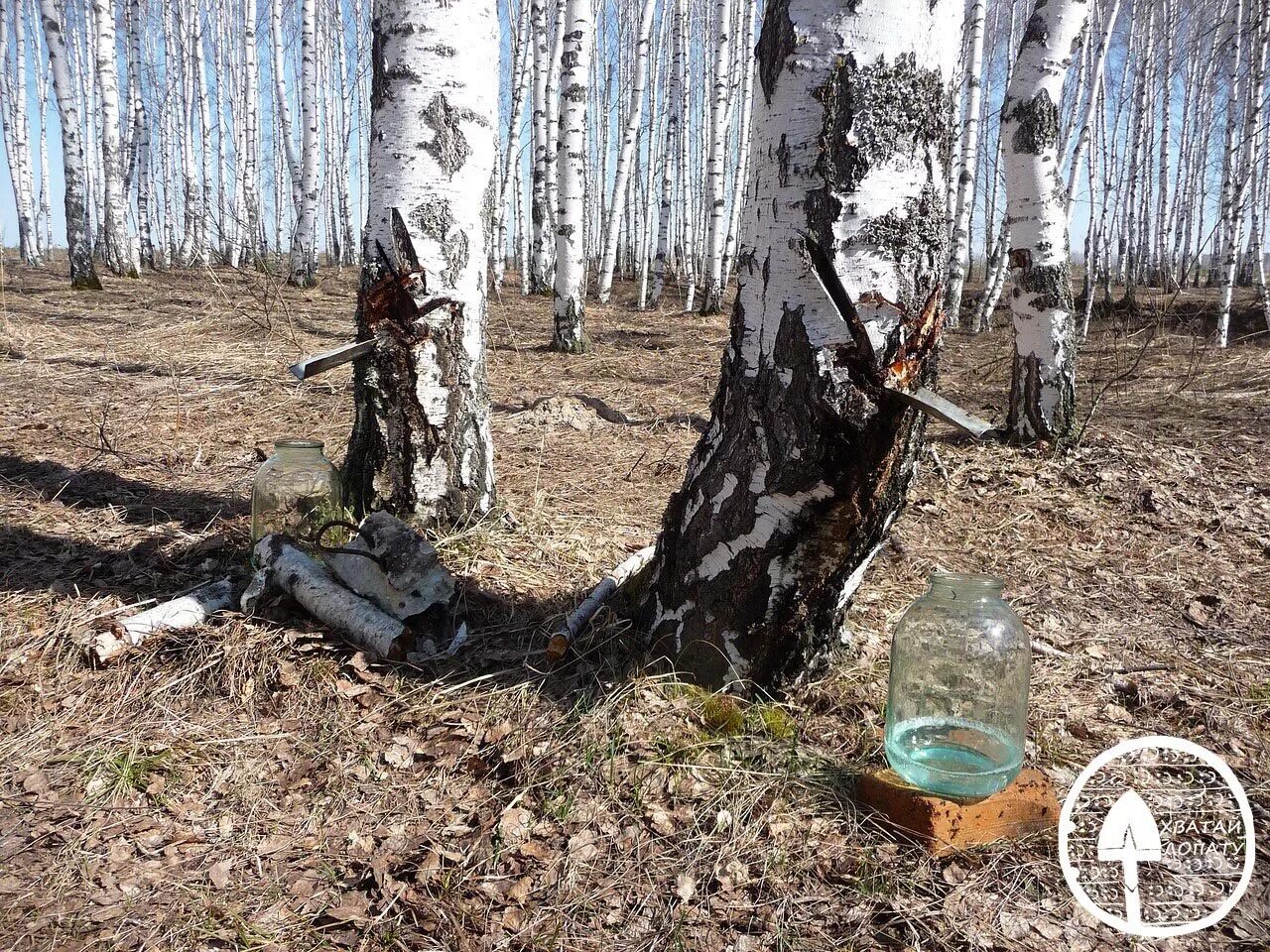 Береза и березовый сок. Березовая роща ранней весной чага. Сбор березового сока весной. Сокодвижение береза березовый сок. Купить березовый сок в минске 2024 год