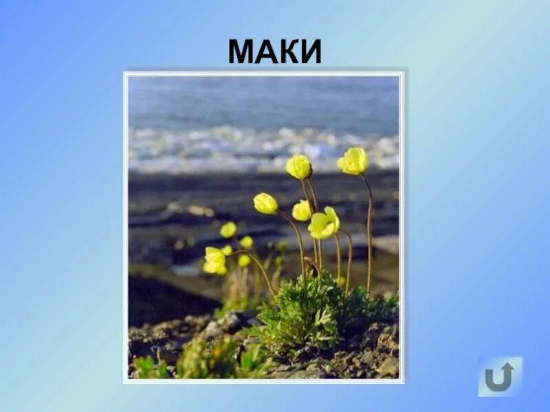 Семейство маковые: мак югорский. В ледяной зоне растут. Сообщение о полярном маке. Доклад о маке. Полярный мак арктических пустынь.