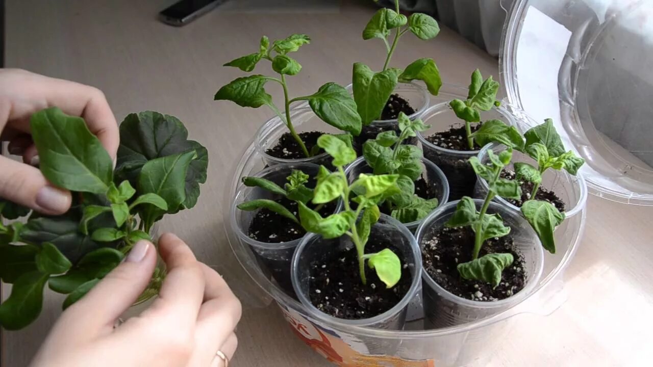 Какую петунию можно черенковать
