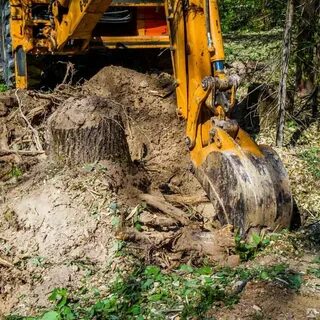 Выкорчевывание деревьев область