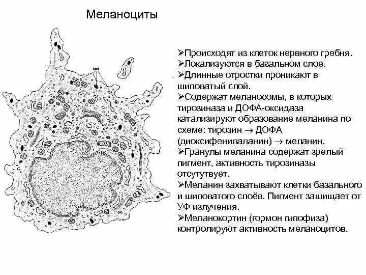 Меланоциты функции. Меланоциты строение гистология. клетки меланоциты. меланоциты шиповатый слой. меланосомы – специфические структуры клеток эпителия:.
