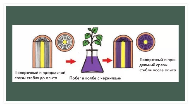 Передвижение Минеральных веществ в растении. Передвижение воды и Минеральных веществ по стеблю. Перемещение Минеральных веществ в растении опыт. Опыты передвижение воды и Минеральных веществ. Какой слой стебля окрасился в подкрашенной воде