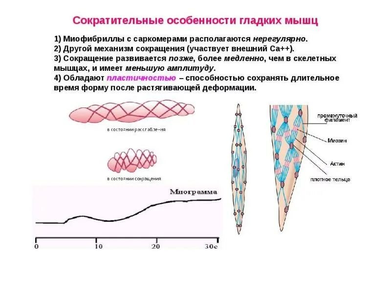 Сократительная способность сохранена. Механизм сокращения гладких мышц. Механизм сокращения гладких мышц схема. Строение гладких мышц физиология. Сокращение гладких мышц физиология.