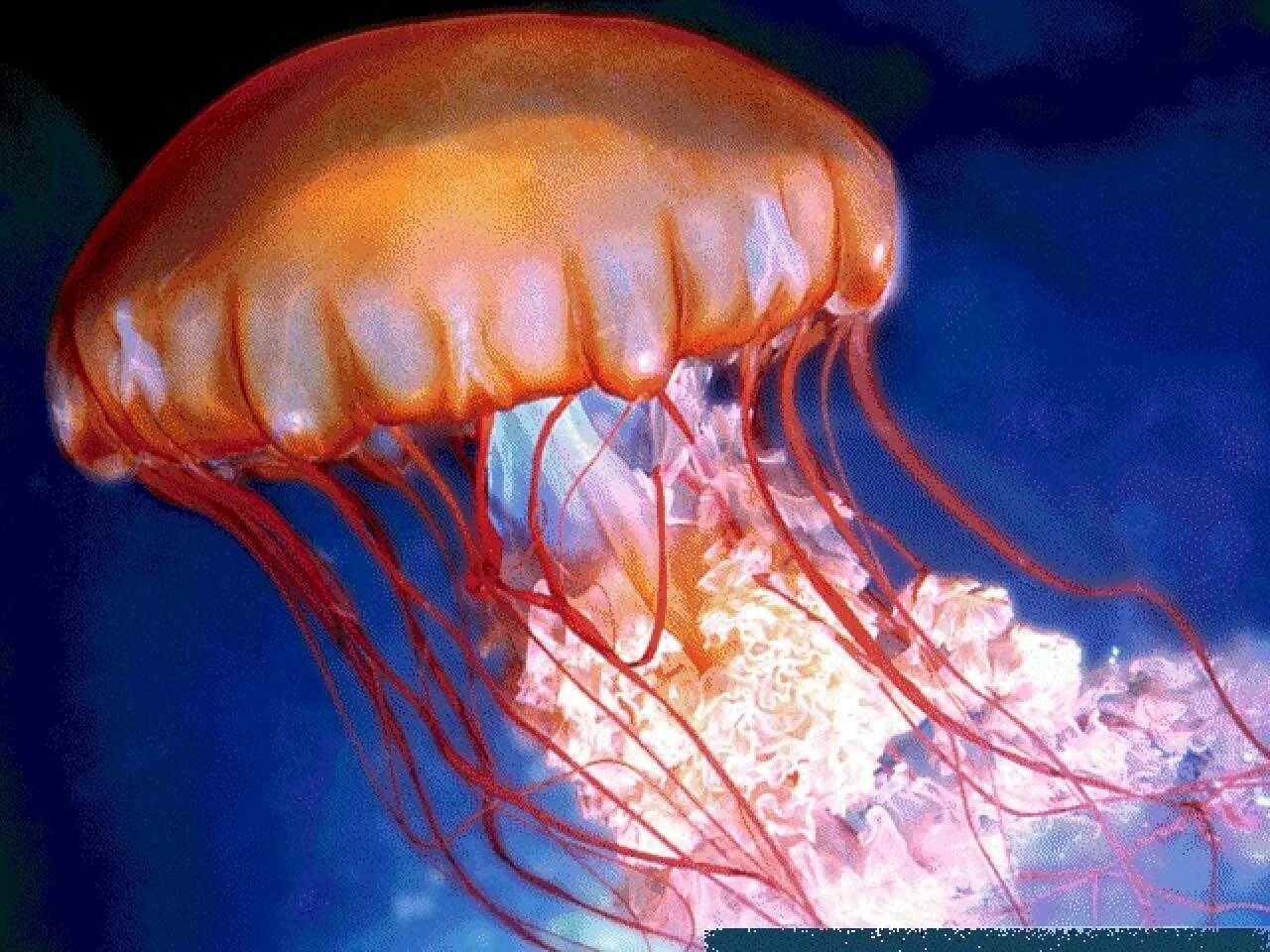 Чем опасны медузы. Кишечнополостные медузы. Гидроидные медузы. Гидроидные (Hydrozoa). Chrysaora fuscescens полип медузы.