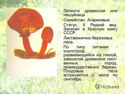 Сообщение о грибах занесенных в красную книгу
