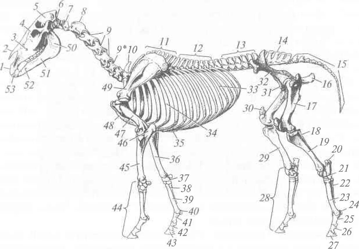 Осевой скелет лошади анатомия. Скелет лошади анатомия Маклок. Скелет тазовой конечности овцы. Скелет грудной конечности лошади.