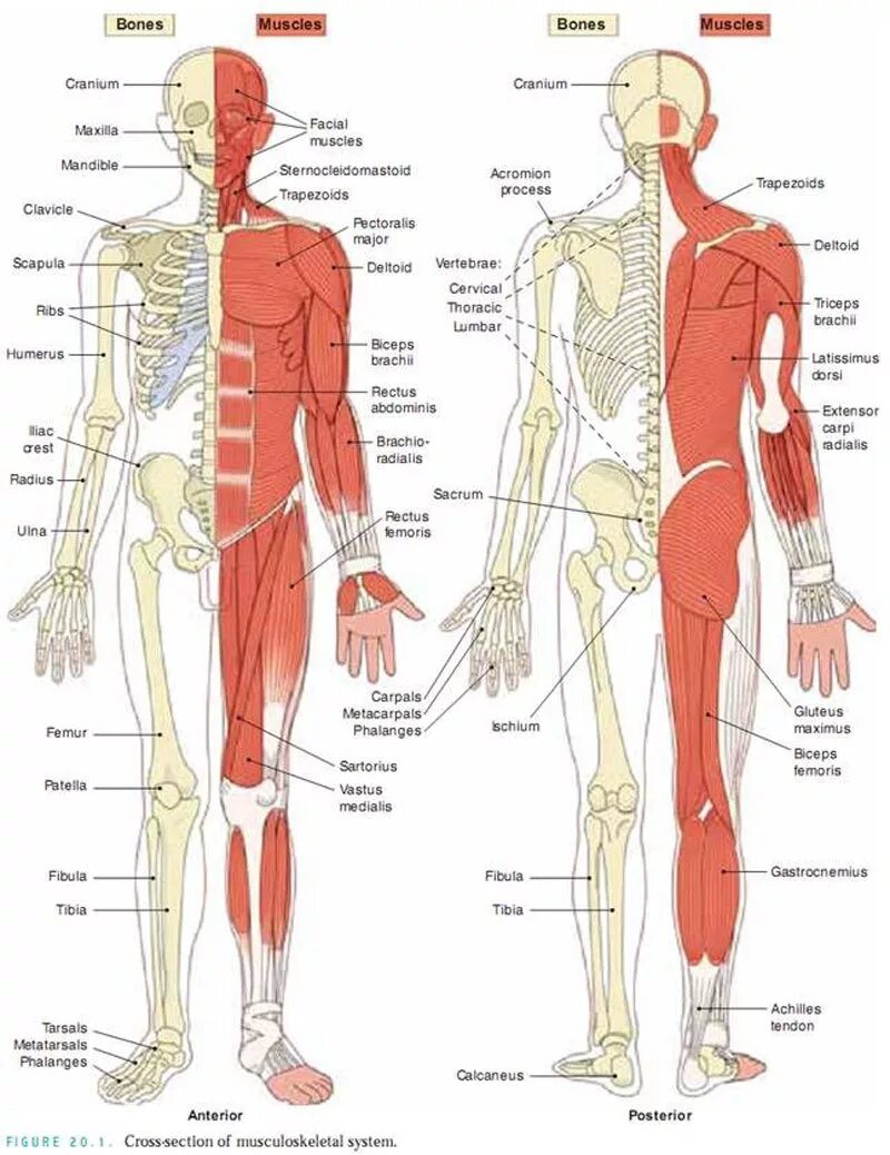 Скелет и мышечная система человека. Анатомия костно мышечной системы. Скелет и мускулатура человека. Мышцы скелета анатомия.