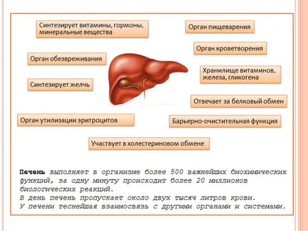 Какая роль печени