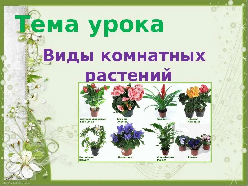Презентация декоративное цветоводство 7 класс. Комнатные растения презентация. презентация по цветоводству. цветоводство презентация. комнатные растения для коррекционной школы.